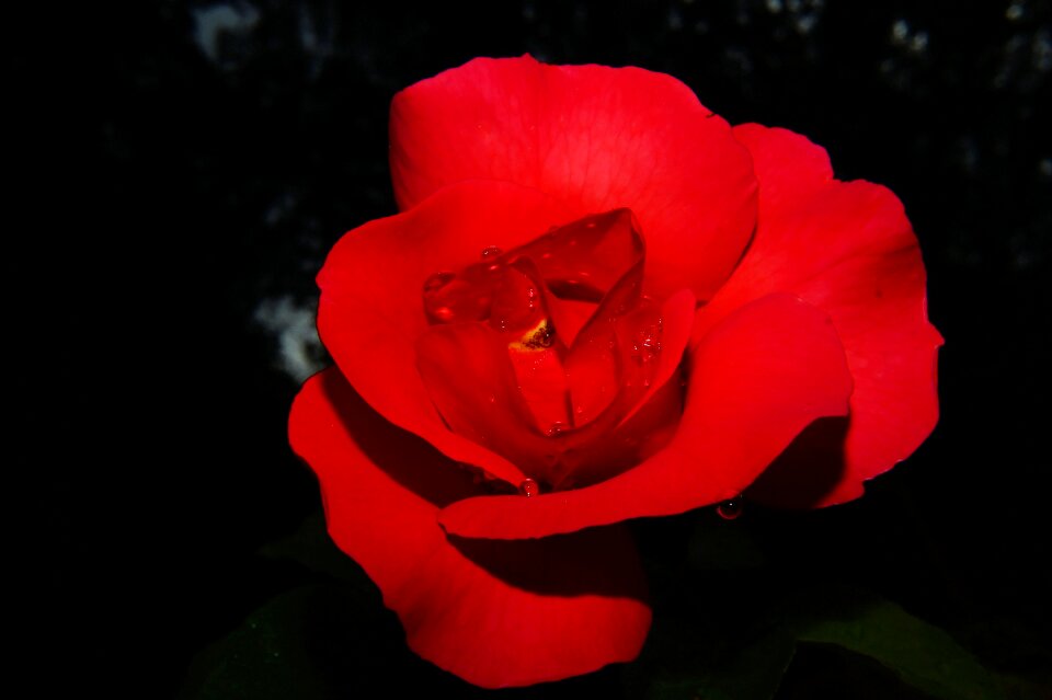 Flower rose bloom red