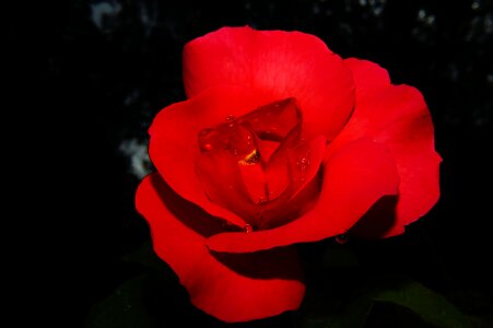 Flower rose bloom red