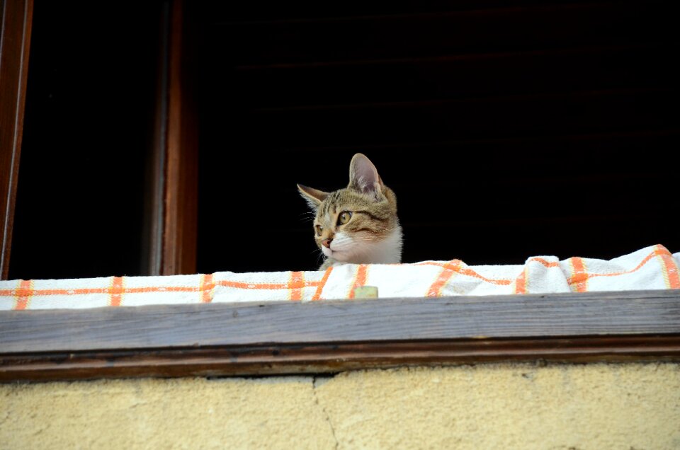 Cat people balcony