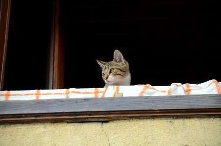 Cat people balcony