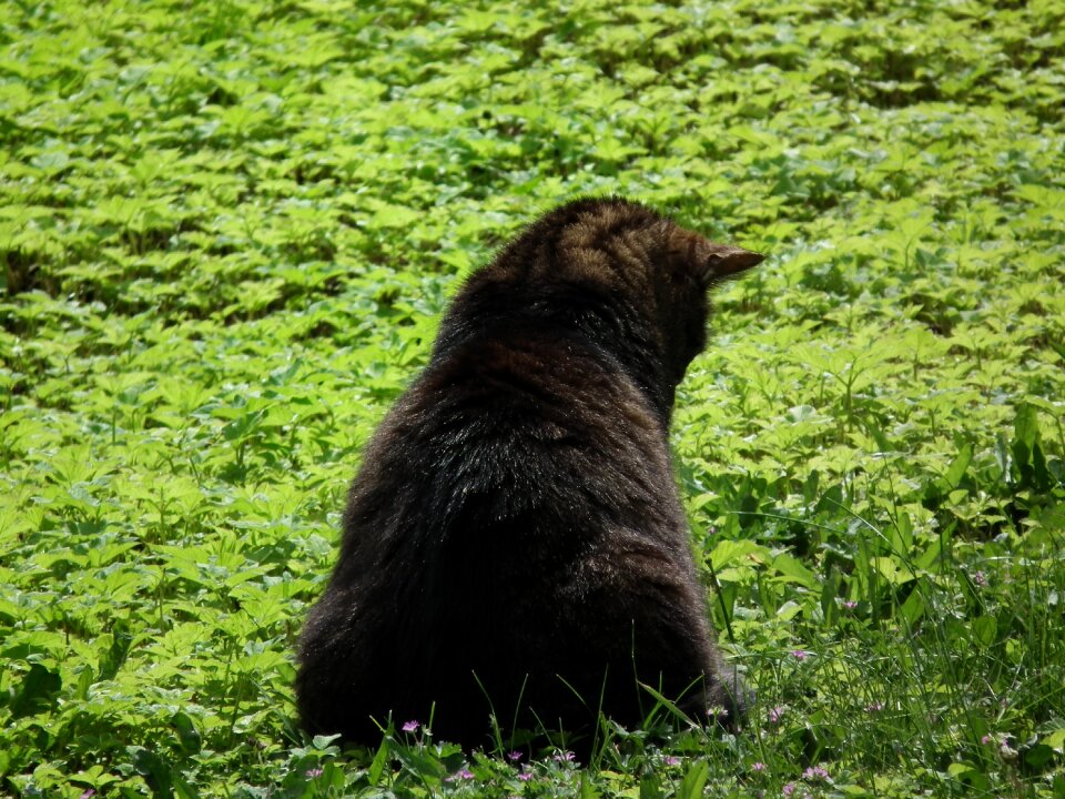 Meadow animal domestic cat