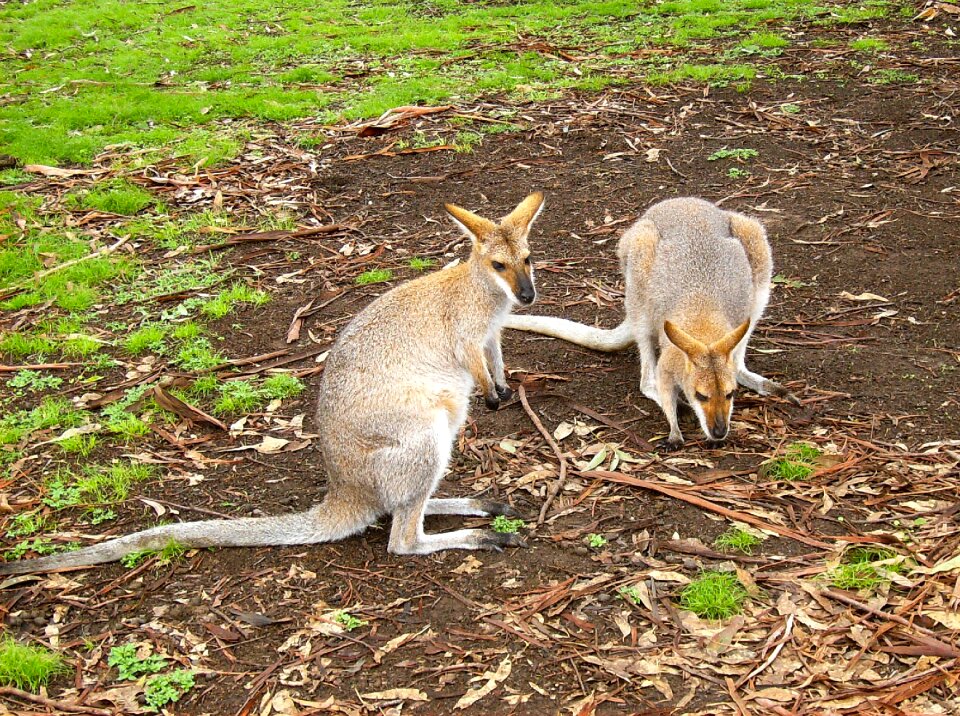 Wildlife australia hop