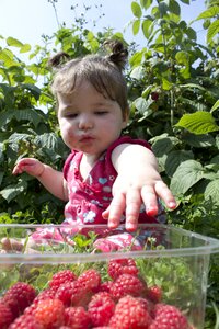 Pick your own fruit freshness