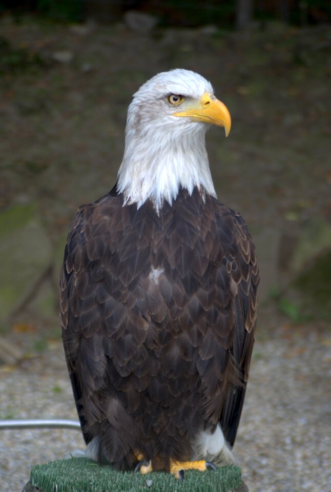 White-tailed eagle eagle bird