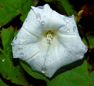 Flora macro raindrop