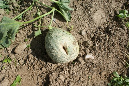 Melon fruit orchard