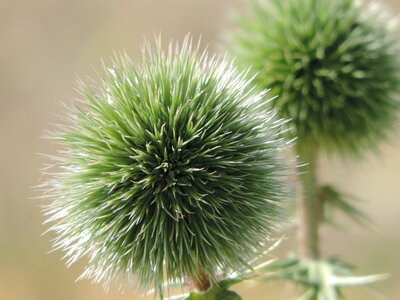 Ball round spikes