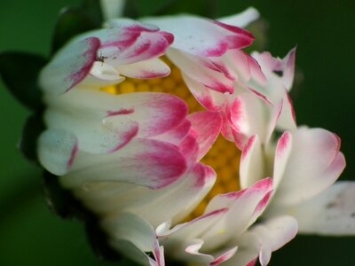 Bloom pink lawn flower