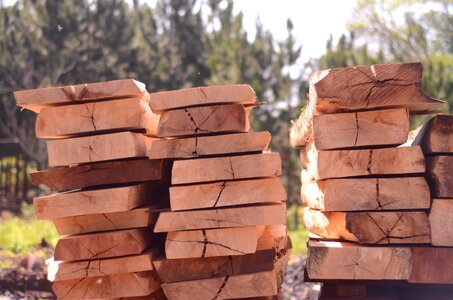 Oak tree hardwood