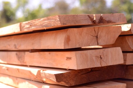 Oak tree hardwood