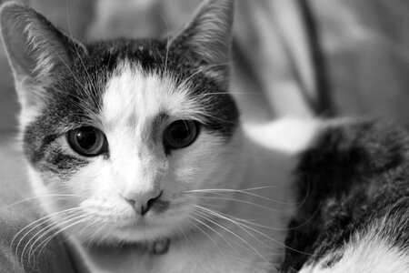 Pet animal cute