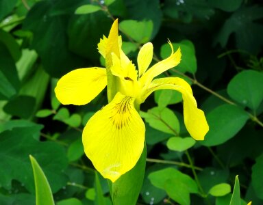 Plant bog yellow