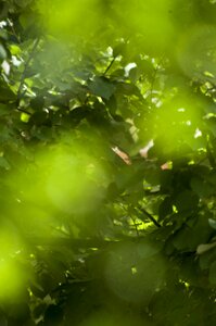 Wood plant jungle