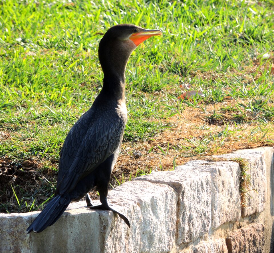 Lake neotropic cormorant swimming pond
