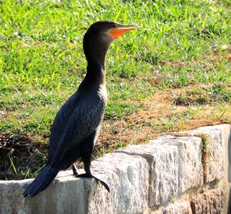 Lake neotropic cormorant swimming pond