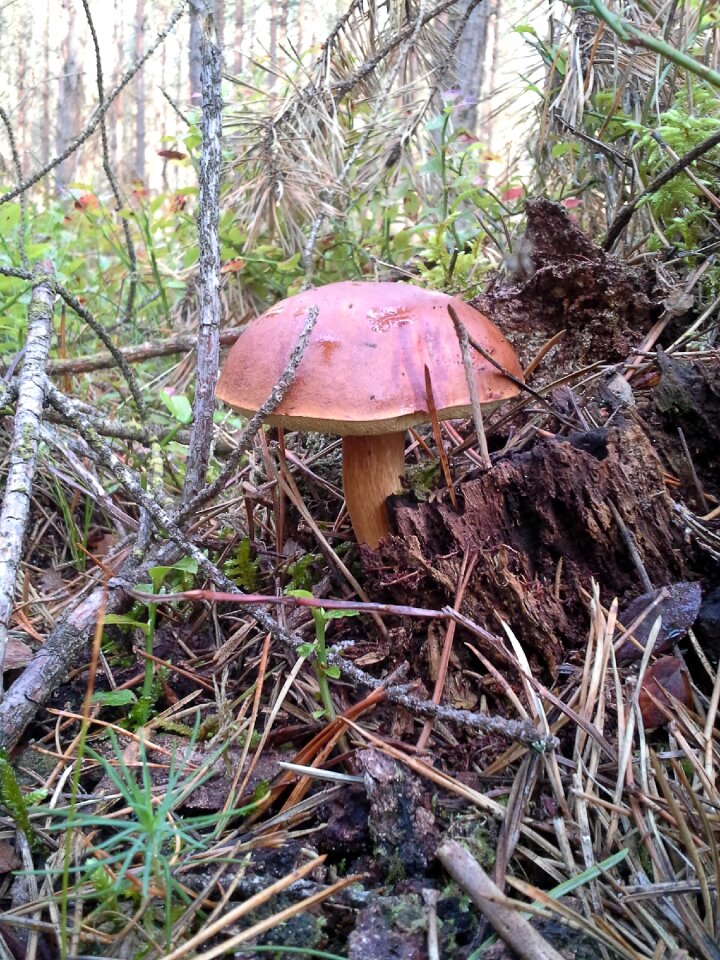 Forest chestnut boletus autumn
