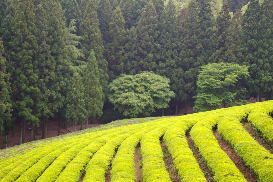 Green tea plantation tea nature