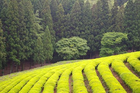 Green tea plantation tea nature