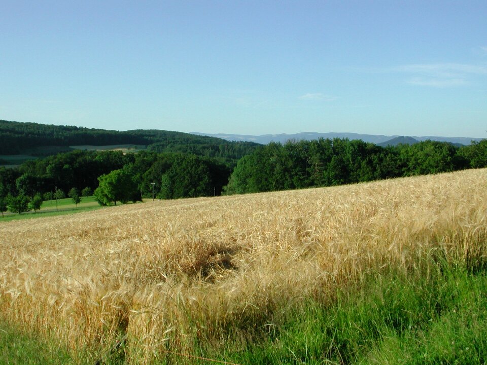 Basel-land switzerland wheat field