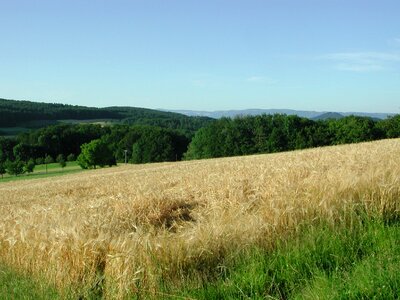 Basel-land switzerland wheat field photo