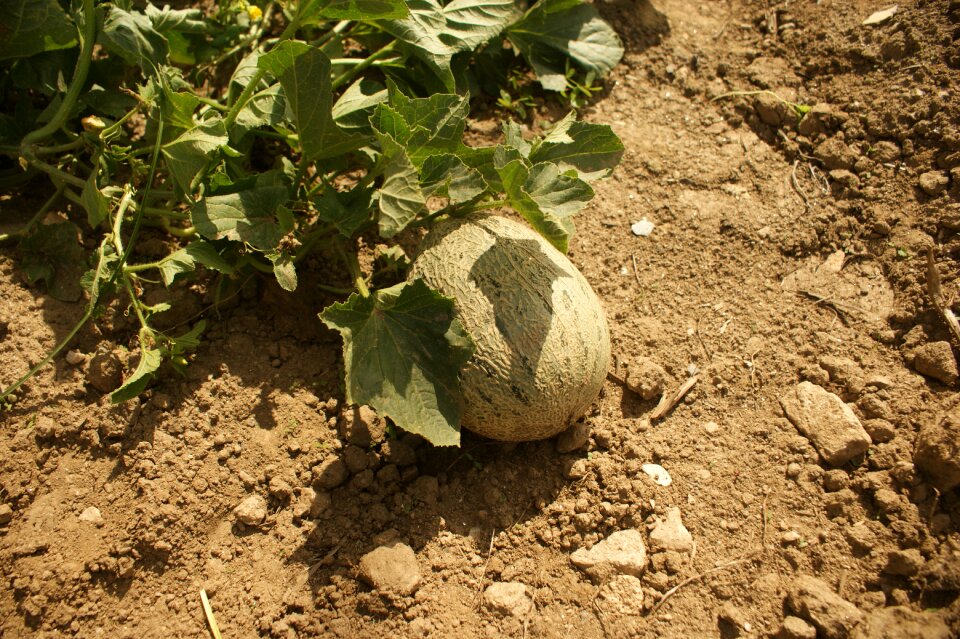 Melon orchard plant