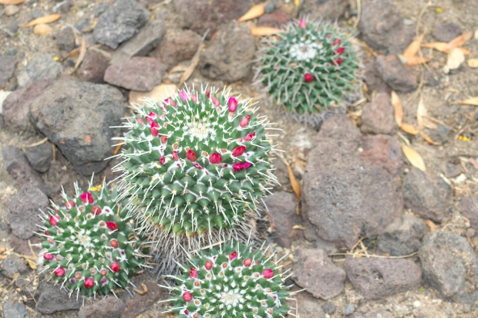 Cactus desert plant flowering houseplant