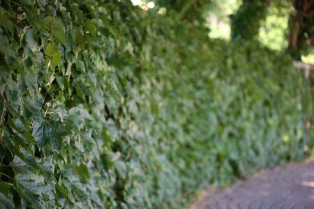 Outdoors landscape leaves