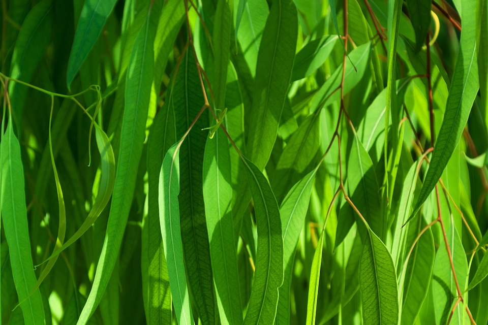 Floral foliage fresh