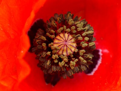 Flower nature poppies