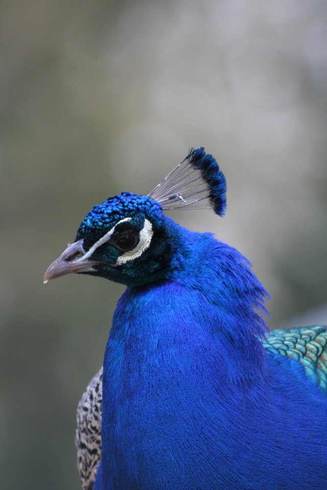 Peacock zoo animal
