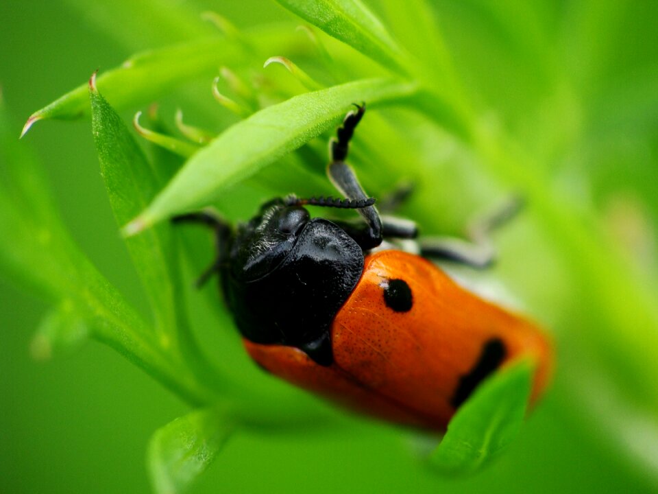Worm nature insect