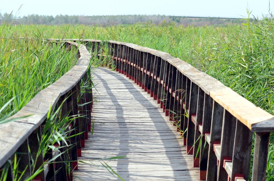 Path nature trail