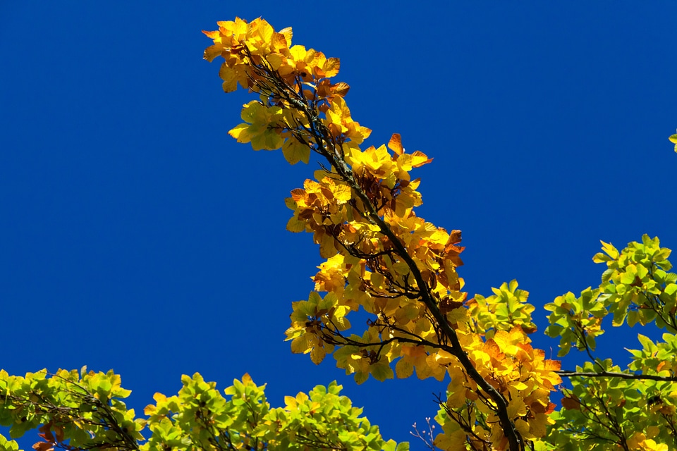Fall leaf leaves