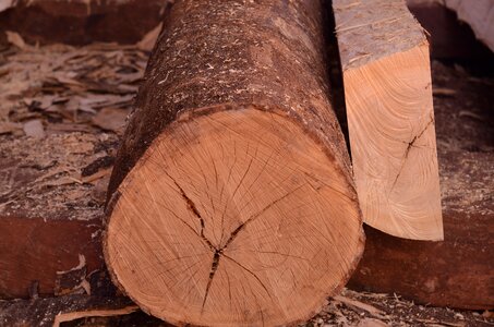 Oak tree hardwood