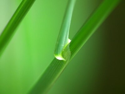Green close up plant