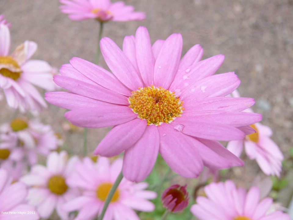Floral plants natural