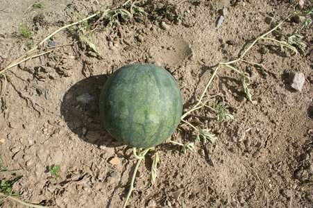 Watermelon fruit orchard