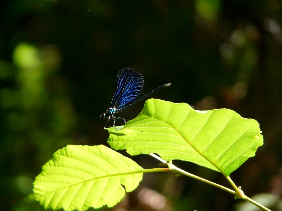 Insect dragonfly cévennes
