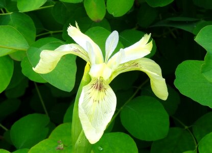 Wetland cream marsh