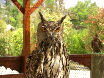 Bird nature wild