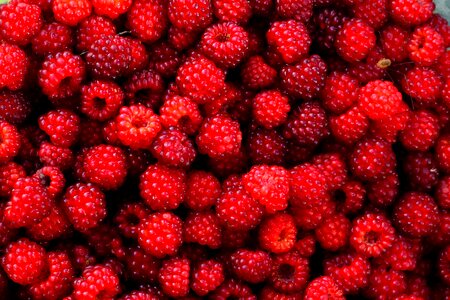 Fruit wild gather
