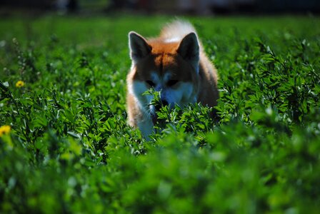 Akita dogs wolf photo