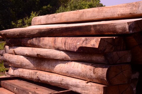 Oak tree hardwood