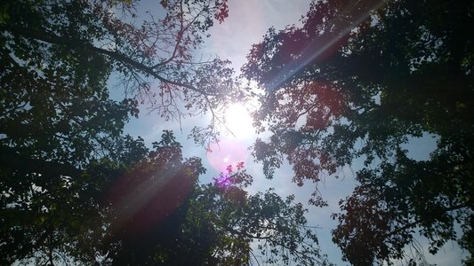 Summer branches tree tops