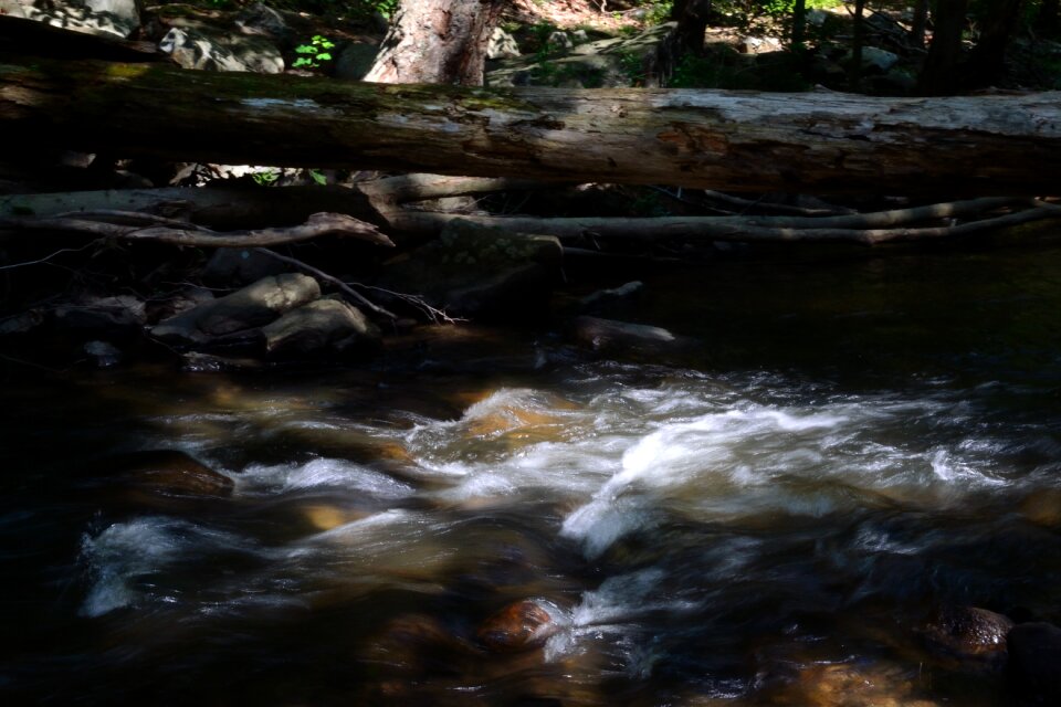 Log woods water photo