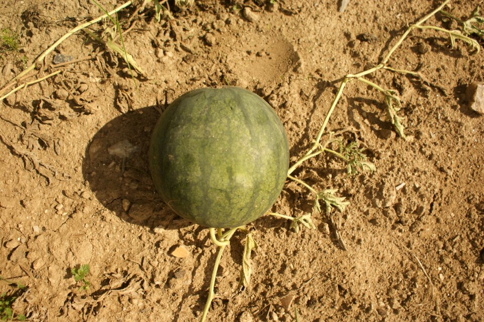 Watermelon orchard fruit
