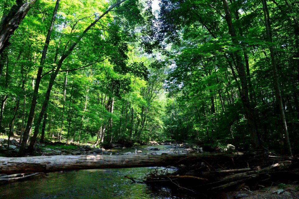 Woods creek stream