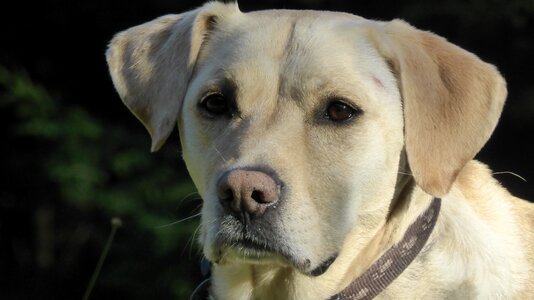 Pet animal animal portrait photo