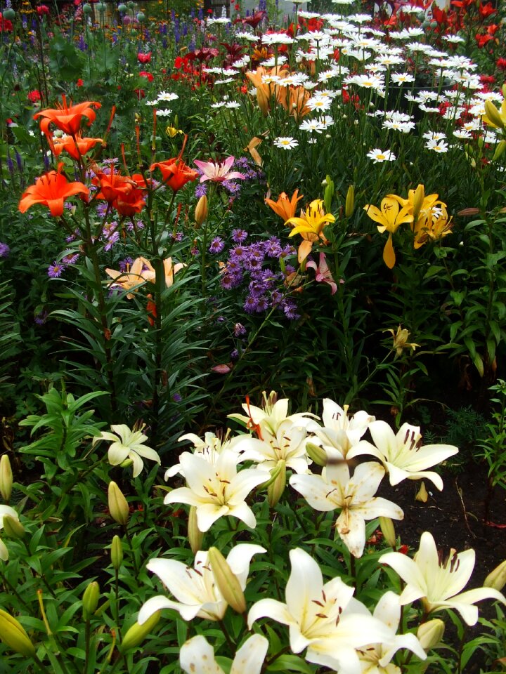 Garden flowers colorful