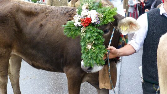 Cows tradition headdress photo